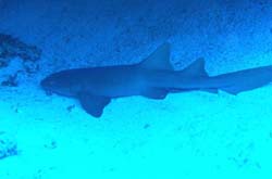 nurseshark