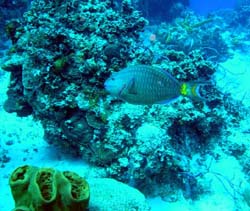 parrotfish