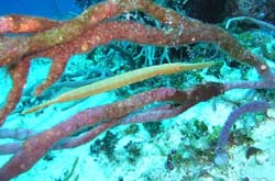 trumpetfish