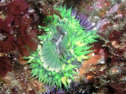 greenanemone