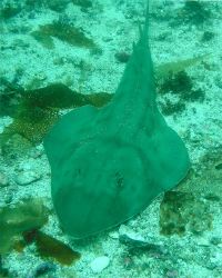 guitarfish