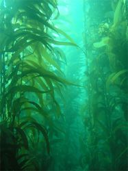 kelp