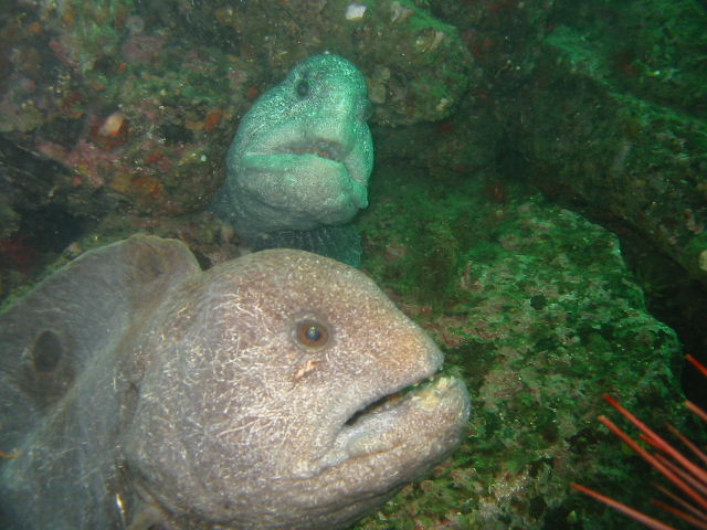 both-eels.JPG